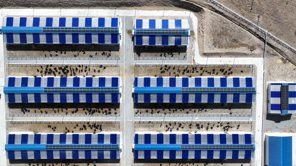 青海玉樹(shù)：智慧牧場(chǎng)繪就“生態(tài)富民”新畫(huà)卷