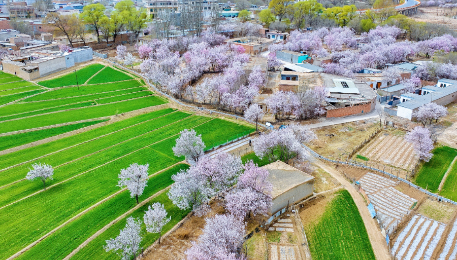 在青海循化邂逅高原春天