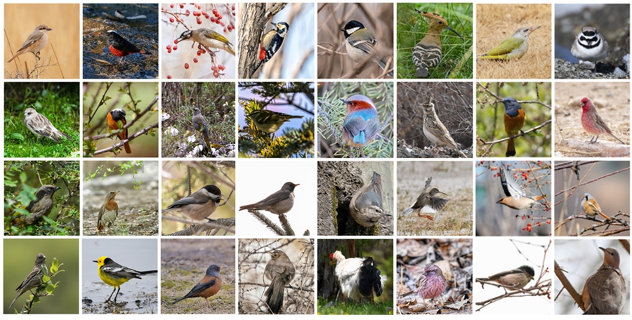 愛(ài)鳥(niǎo)周丨?、鴝、鷸……青海的這些“精靈”，你見(jiàn)過(guò)幾種？