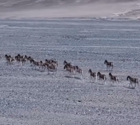 青海格爾木：藏野驢飛馳戈壁灘