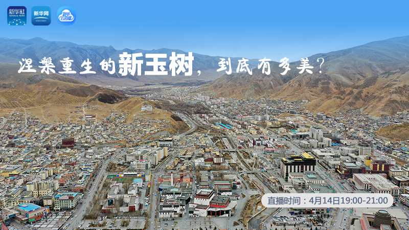 涅槃重生的新玉樹，到底有多美？