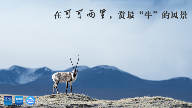 三江源慢直播丨在可可西里，賞最&ldquo;牛&rdquo;的美景