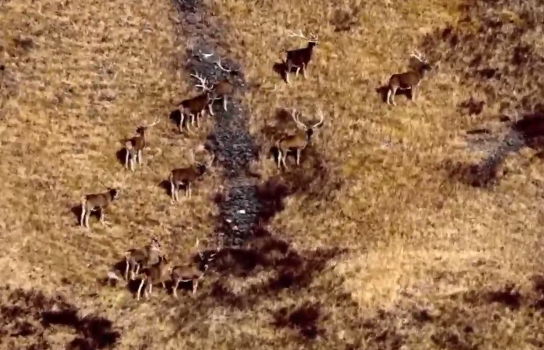 青海玉樹：棕熊&ldquo;邂逅&rdquo;白唇鹿