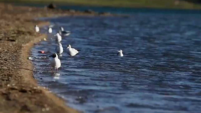 世界野生動(dòng)植物日，帶您到青藏高原領(lǐng)略&ldquo;野生動(dòng)物家園&rdquo;