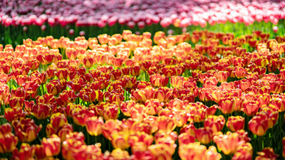 顏值爆表！青海西寧開啟&ldquo;花城&rdquo;模式